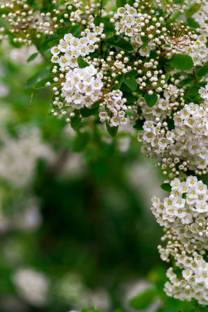 Spring blooming shrub many white flowers - Spirea vanhouttei (Spiraea cantoniensis). Reeve's Bridalwreath spirea Meadowsweet Double White May copy space.の写真素材