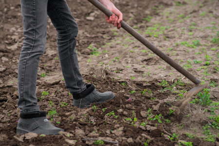 sustainable organic agriculture;hoeing soil , men tilling the orchard land with a hoe Weeding...