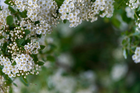 Spring blooming shrub many white flowers - Spirea vanhouttei (Spiraea cantoniensis). Reeve's Bridalwreath spirea Meadowsweet Double White May copy space.の写真素材