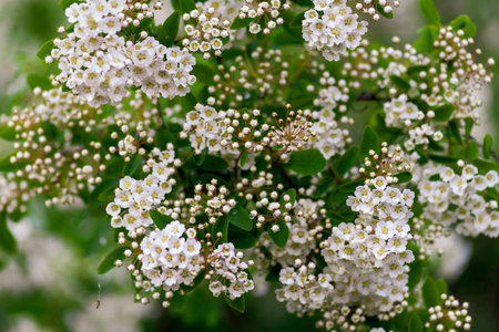 Spring blooming shrub many white flowers - Spirea vanhouttei (Spiraea cantoniensis). Reeve's Bridalwreath spirea Meadowsweet Double White May copy space.の写真素材