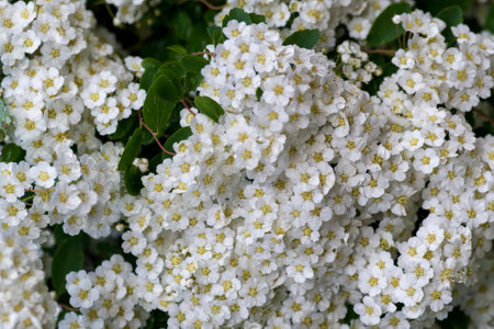 Spring blooming shrub many white flowers - Spirea vanhouttei (Spiraea cantoniensis). Reeve's Bridalwreath spirea Meadowsweet Double White May copy space.の写真素材