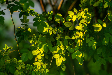 rosehip green leaves Beautiful flower Green plant top view. Nature spring concept Dog rose fruits (Rosa canina). Wild sunset warm sun light copy space Natural Abstract Sunny backgroundの写真素材