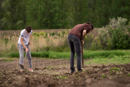 sustainable organic agriculture;hoeing soil , men tilling the orchard land with a hoe Weeding Farming two Young farmers digging a garden mows vegetables garden land Rural Moldovaの写真素材