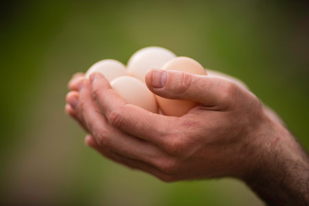 Farmer with fresh organic Chicken Raw eggs man hands Close up Selective focus ecologically grown...