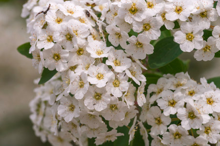 Spring blooming shrub many white flowers - Spirea vanhouttei (Spiraea cantoniensis). Reeve's Bridalwreath spirea Meadowsweet Double White May copy space.の写真素材