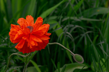 Collection terry decorative poppy flower Bright red Cultivated poppy buds are blooming. chic flower countryside papaver orientaleの写真素材