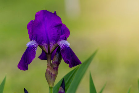 Blue Iris flower Purple Violet delicate Beautiful blurred green natural background spring close up garden colorful Greeting card blooming plant Banner Close-up Art Designの写真素材