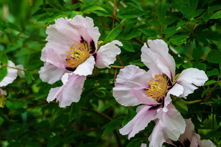 very beautiful Paeonia rockii white flower on a green background White flower of Rock's tree peony Beautiful springの写真素材