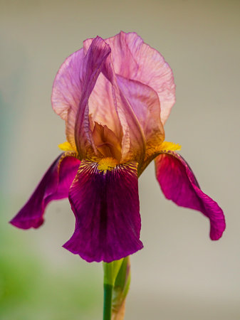 Mauve and pinkish red burgundy Iris flower Purple Violet delicate Beautiful blurred green natural background spring close up garden colorful Greeting card blooming plant Banner Close-up Art Designの写真素材