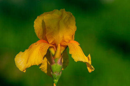 yellow Iris flower delicate Beautiful blurred green natural background spring close up garden colorful Greeting card blooming plant Banner Close-up Art Designの写真素材