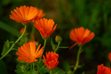 Bright orange calendula flowers (Calendula officinalis, pot marigold, ruddles). Natural floral background Blooming beautiful medicinal plant herbal tea Blurred summerの写真素材