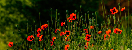 Beautiful field of red poppies in the sunset light poppy wild small flower meadow floral background, sunset Amazing Landscape selective focus Opium Natural drugs countryside summer green Romanticの写真素材