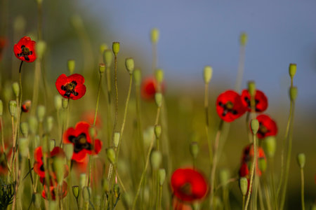 Beautiful field of red poppies in the sunset light poppy wild small flower meadow floral background, sunset Amazing Landscape selective focus Opium Natural drugs countryside summer green Romanticの写真素材