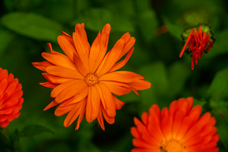 Bright orange calendula flowers (Calendula officinalis, pot marigold, ruddles). Natural floral background Blooming beautiful medicinal plant herbal tea Blurred summerの写真素材