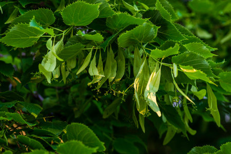 A branch of lime tree. Green leaves of a linden tree. Tilia americana. texture, nature background. Botany pattern. herbal tea, aromatherapy natural medicineの写真素材