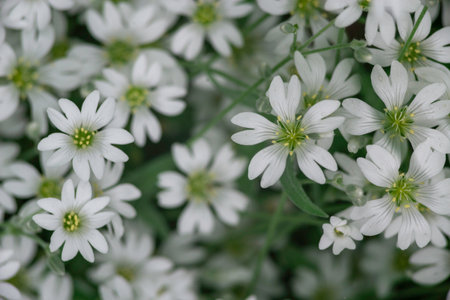 Cerastium tomentosum in bloom. Pretty small white flowers (snow-in-summer) Closeup of beautifulの写真素材