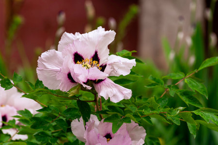 very beautiful Paeonia rockii white flower on a green background White flower of Rock's tree peony Beautiful springの写真素材