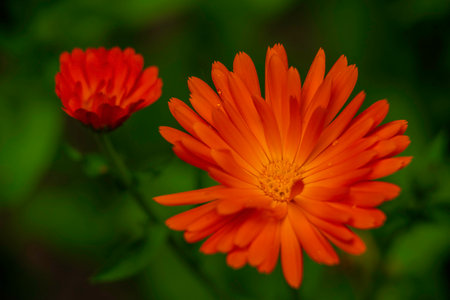 Bright orange calendula flowers (Calendula officinalis, pot marigold, ruddles). Natural floral background Blooming beautiful medicinal plant herbal tea Blurred summerの写真素材