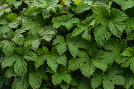 Fresh green hops leaves pattern background, natural background and wallpaper. A wall of wild hop leaves background. beer backgroundの写真素材