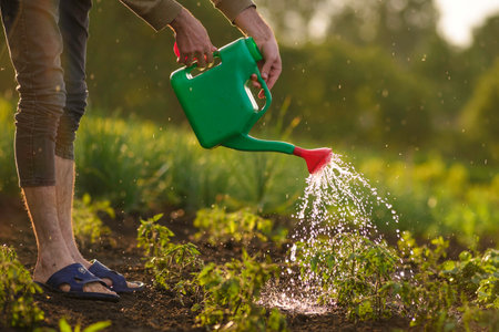 Unrecognizable Man farmer watering hand holding watering green can rural garden sunset evening Vegetable spring sunny day country organic products, eco-friendly lifestyle Gardening hobby concept seedling tomato potatoの写真素材