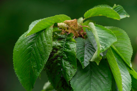 aphid cherry tree spring leave scopy space for text Severe damage from garden pests. Strongly damaged leafの写真素材