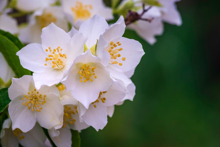 Jasmine blossom, selective focus close up white flowers in a garden PLANT Beautiful Fresh summer evening bush COPY SPACEの写真素材
