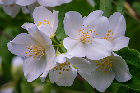 Jasmine blossom, selective focus close up white flowers in a garden PLANT Beautiful Fresh summer evening bush COPY SPACEの写真素材