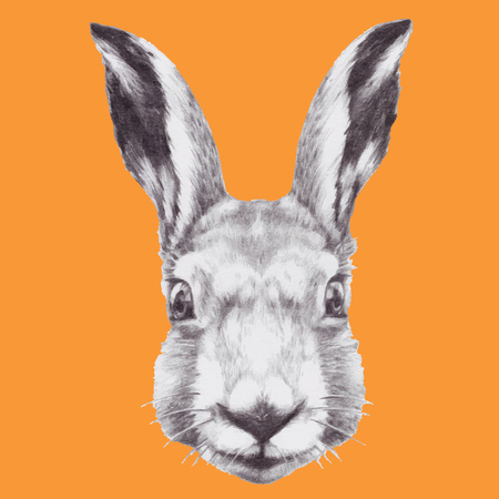 Hand drawn rabbit's head. Vectorのイラスト素材