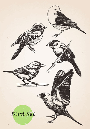 Set of highly detailed hand-drawn birds.Vector isolated elements.のイラスト素材