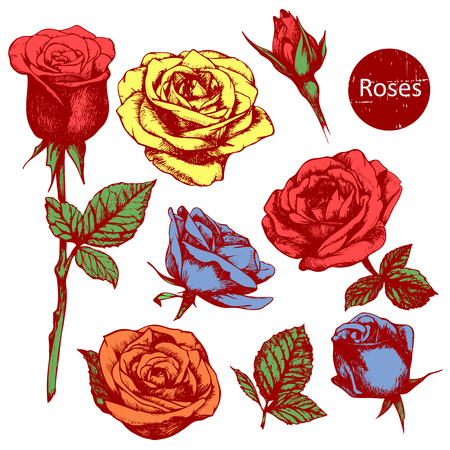 Set of highly detailed colorful hand-drawn roses.のイラスト素材