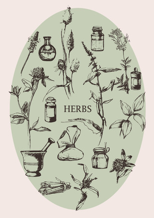 Hand-drawn set of objects and herbs. Vectorのイラスト素材