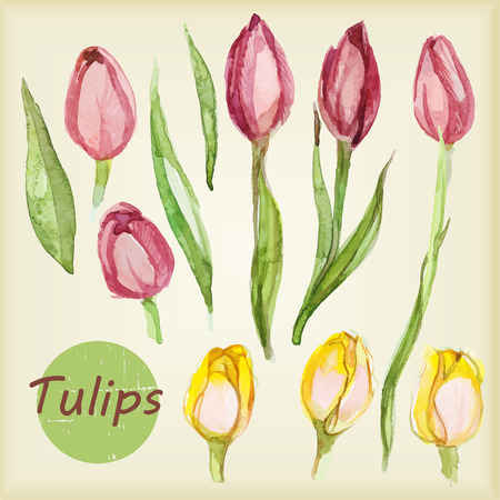 Set of watercolor tulips. Vector isolated elementsのイラスト素材