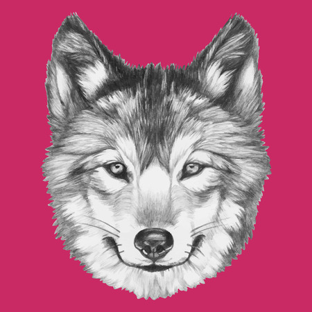 Original drawing of Wolf. Isolated on white background.Vector