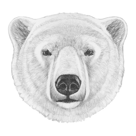 Portrait of Polar Bear. Hand drawn illustration.の写真素材