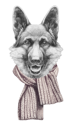 Portrait of German Shepherd with scarf. Hand drawn illustration.の写真素材