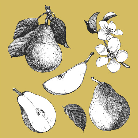 Hand-drawn illustration of Pear. Vectorのイラスト素材