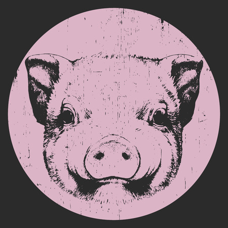 Portrait of Piggy. Hand drawn illustration. Vectorのイラスト素材