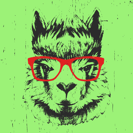 Portrait of Lama with glasses. Hand drawn illustration. Vector.のイラスト素材