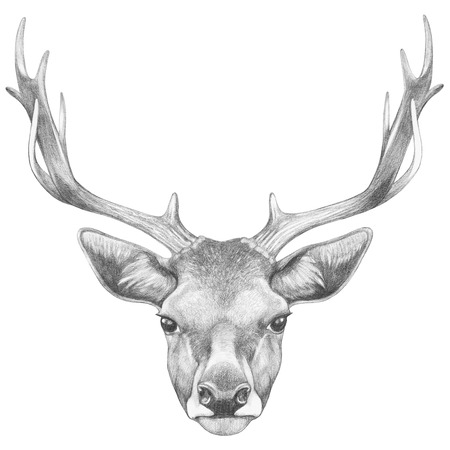 Portrait of Deer. Hand drawn illustration.の写真素材