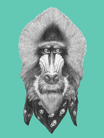Portrait of Mandrill with scarf. Hand drawn illustration.の写真素材