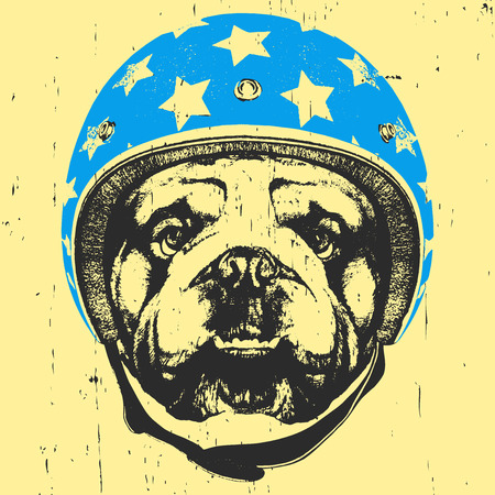 Portrait of English Bulldog with Helmet. Vectorのイラスト素材