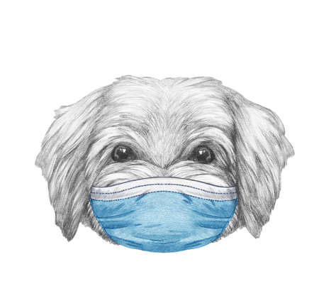 Portrait of Havanese with a face mask. Hand-drawn illustration.の写真素材