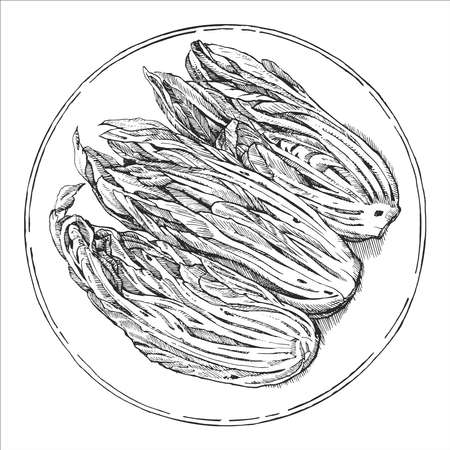 Asian dishes. Hand-drawn illustration of Kimchi. Vector. Ink drawing.のイラスト素材