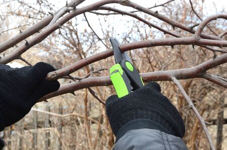 Spring pruning and processing of trees. A man works in the garden, cutting branches. Garden work.