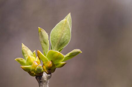 Open buds and leaves on a branch close-up with copy space. Macro photo. Spring Summer....