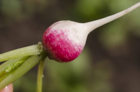 Radish close-up. Macro photo. The first crop. Home gardening, eat fresh vegetables, housekeeping....