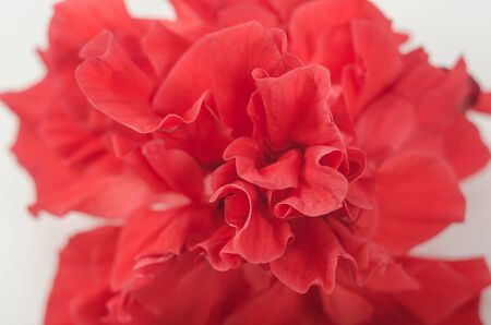 Beautiful red flower close-up, macro photo.の写真素材