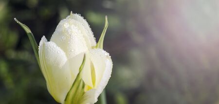 Background banner with copy space. White tulip with dew drops close-up on a green background with the sun. Birthday Card, Mother's Day. For summer lettering.の写真素材