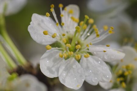 Thorn flower close-up. Macro photo. Spring and summer, the bloom of nature and gardens. Fruit trees. Gardening.の写真素材