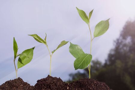 Growing sprouts on a background of blue sky with sunbeams. The concept of revenue growth, deposits,...